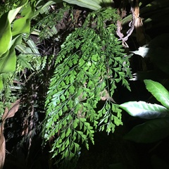 Asplenium pseudolaserpitiifolium
