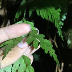 Asplenium pseudolaserpitiifolium