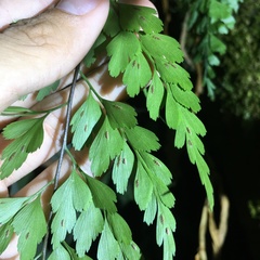 Asplenium pseudolaserpitiifolium