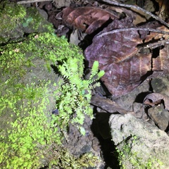 Selaginella ciliaris