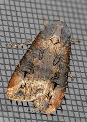 Agrotis ipsilon