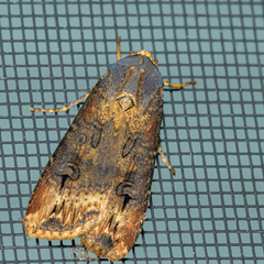 Agrotis ipsilon