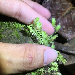 Selaginella ciliaris