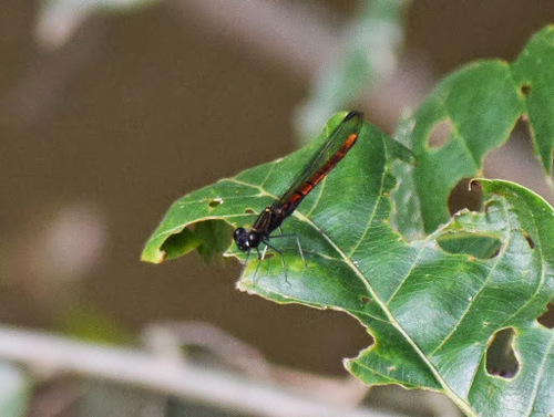 River Jewel (Chlorocypha pyriformosa) · iNaturalist