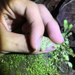 Selaginella ciliaris