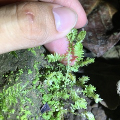 Selaginella ciliaris