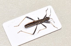 Micrelytra fossularum