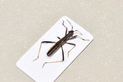 Micrelytra fossularum