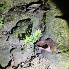 Selaginella ciliaris
