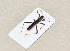 Micrelytra fossularum