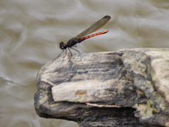 Chlorocypha pyriformosa