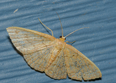 Pleuroprucha insulsaria