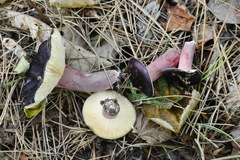 Russula torulosa