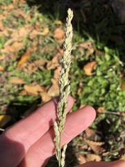 Tridens albescens