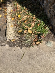Tridens albescens