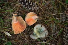 Lactarius semisanguifluus