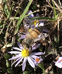 Apis mellifera