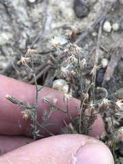 Erigeron divaricatus