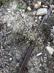 Erigeron divaricatus