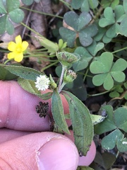 Eclipta prostrata