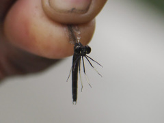 Chlorocypha pyriformosa