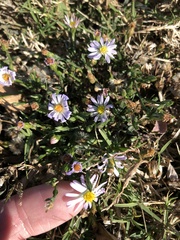 Symphyotrichum divaricatum