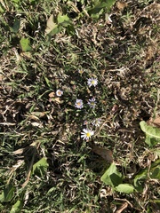 Symphyotrichum divaricatum
