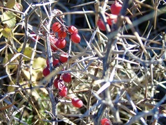Berberis aetnensis