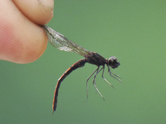 Chlorocypha pyriformosa