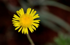 Felicia mossamedensis
