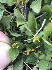 Calyptocarpus vialis