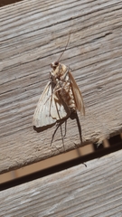 Ophiusa tirhaca