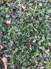 Calyptocarpus vialis