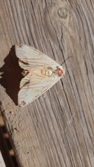 Ophiusa tirhaca