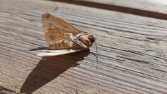 Ophiusa tirhaca