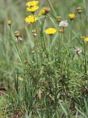 Felicia mossamedensis
