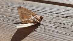 Ophiusa tirhaca