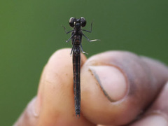 Chlorocypha pyriformosa