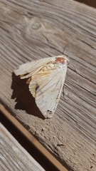 Ophiusa tirhaca