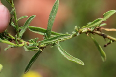 Felicia mossamedensis