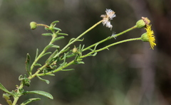 Felicia mossamedensis