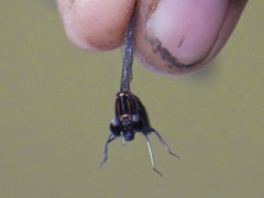 Chlorocypha pyriformosa