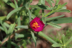 Portulaca kermesina