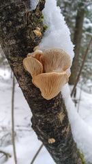 Pleurotus cornucopiae