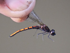 Chlorocypha pyriformosa