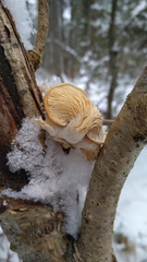 Pleurotus cornucopiae