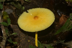 Leucocoprinus brunneoluteus