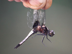 Cyanothemis simpsoni