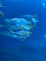 Seriola