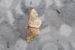 Metallaxis semipurpurascens